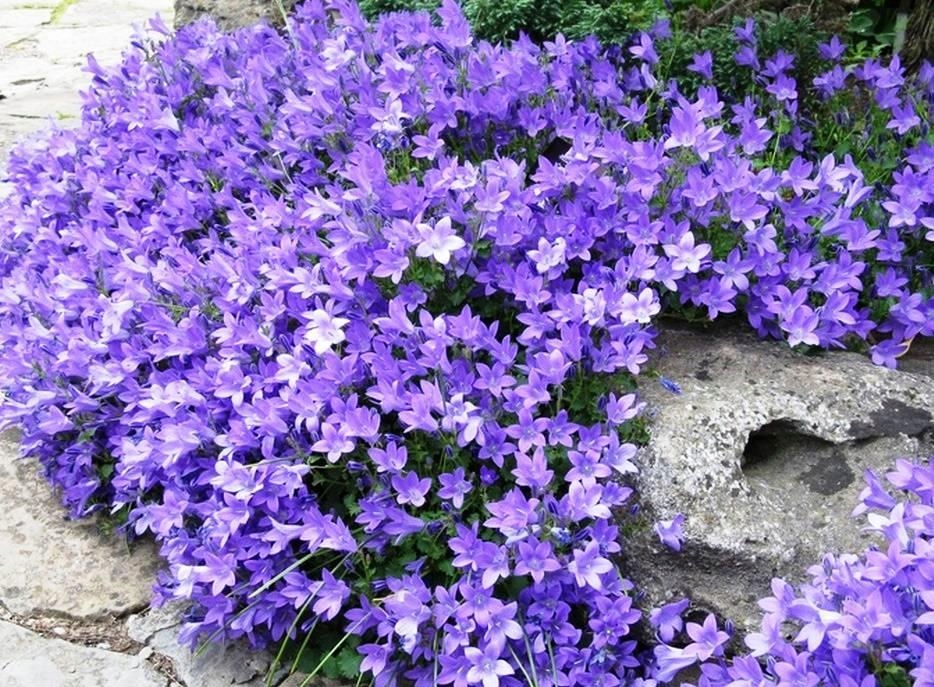 Dzwonek Dalmatyński Campanula Deep Blue - sadzonka - obrazek 2