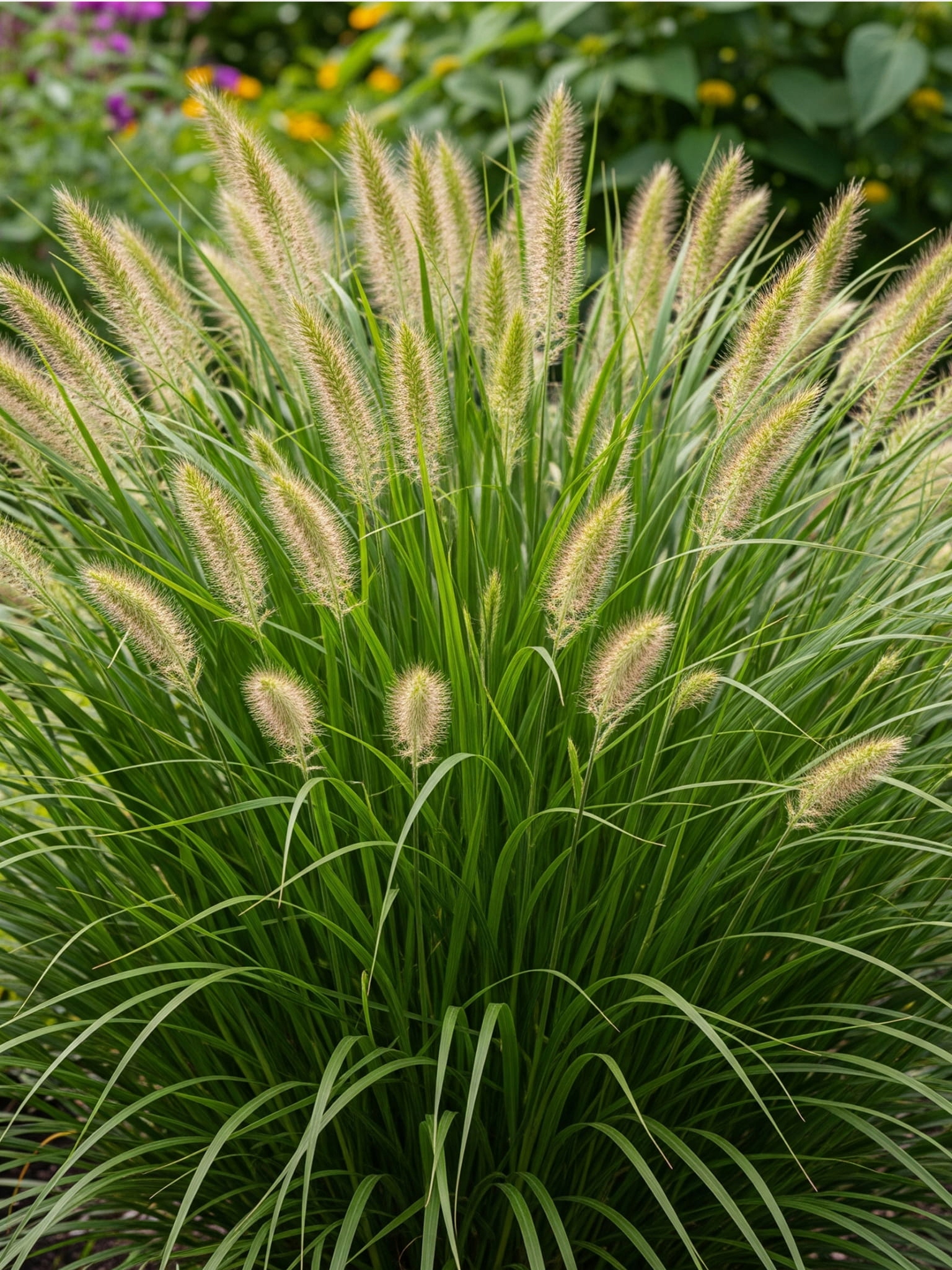 Trawa ozdobna Rozplenica Pennisetum HAMELN - sadzonka