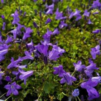Dzwonek Dalmatyński Campanula Deep Blue - sadzonka