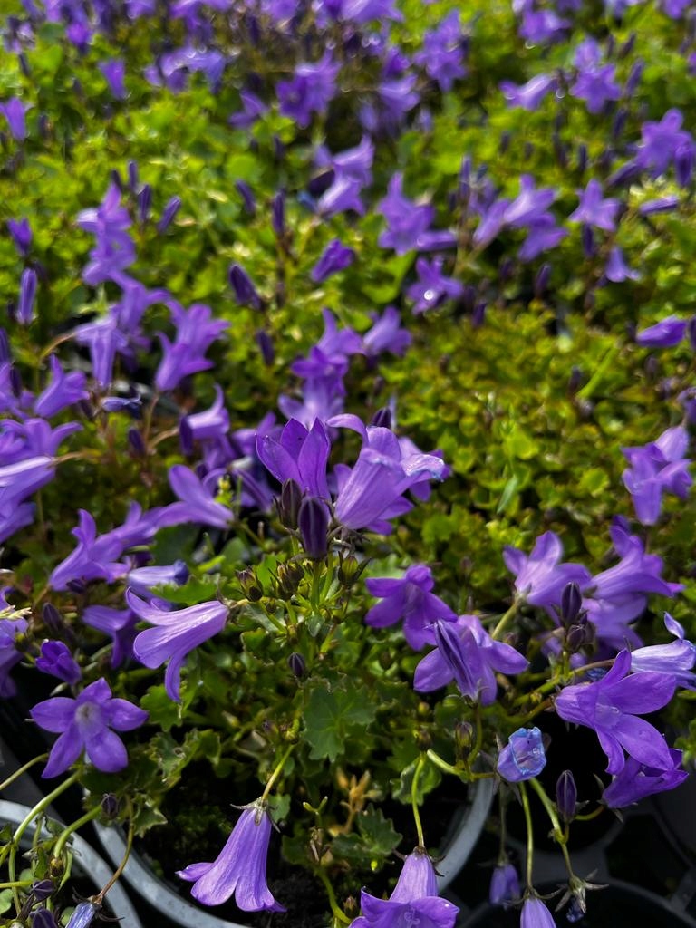 Dzwonek Dalmatyński Campanula Deep Blue - sadzonka