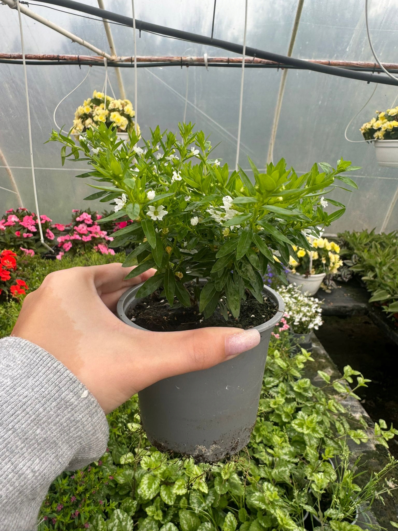 Kufea Hyzopolistna White BIAŁA Cuphea - sadzonka - obrazek 4