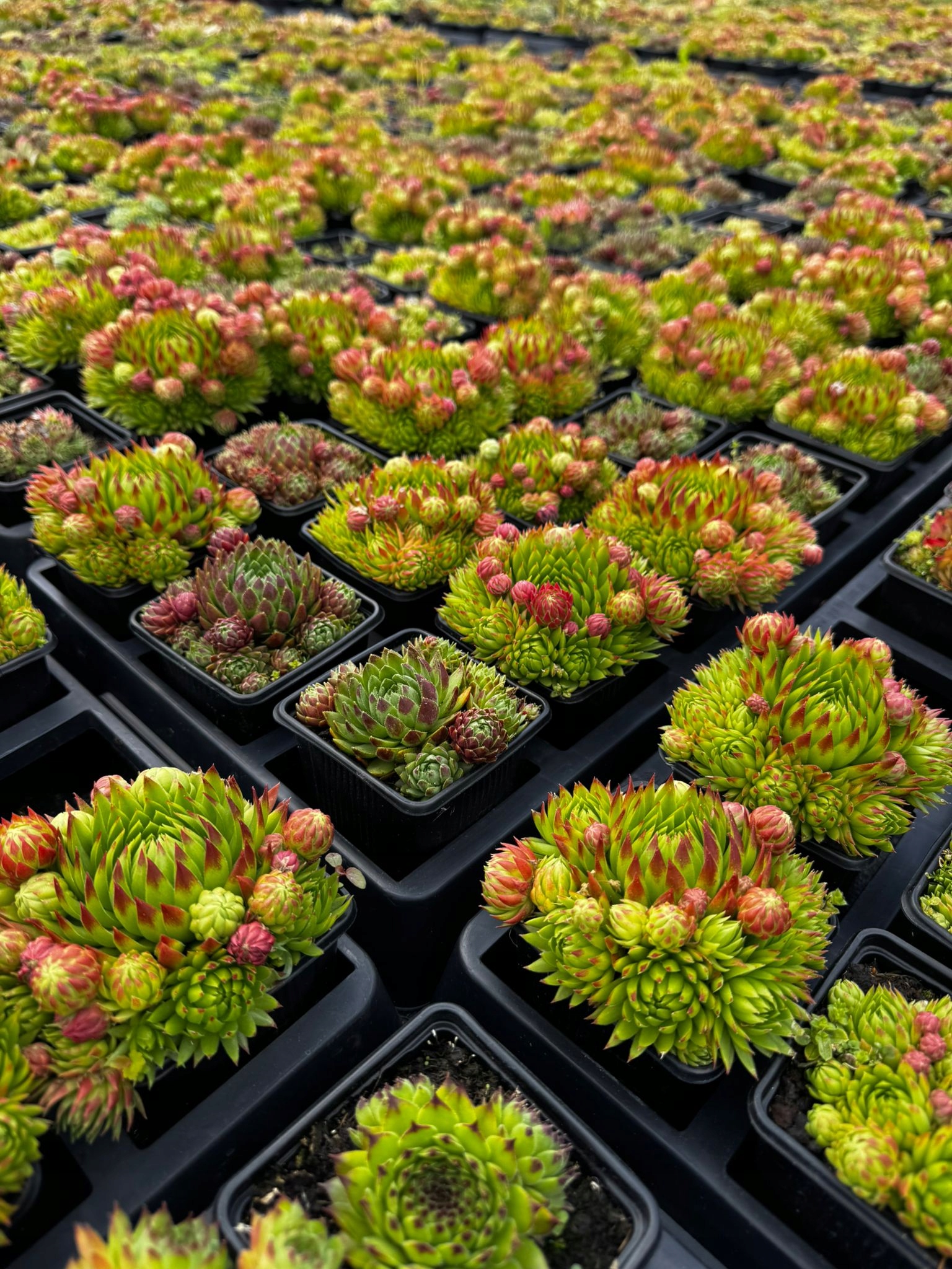Rojniki Zielone Sempervivum - 6 sztuk - obrazek 2