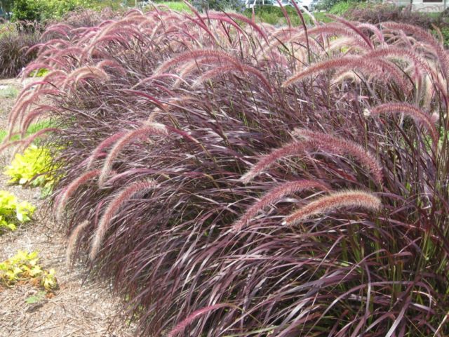 Trawa ozdobna Rozplenica Pennisetum RUBRUM - duża sadzonka - obrazek 3