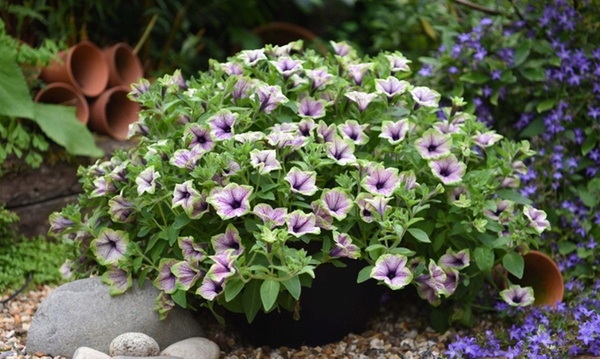 Surfinia Petunia PURPLE VEIN GREEN EDGE - sadzonka - obrazek 4