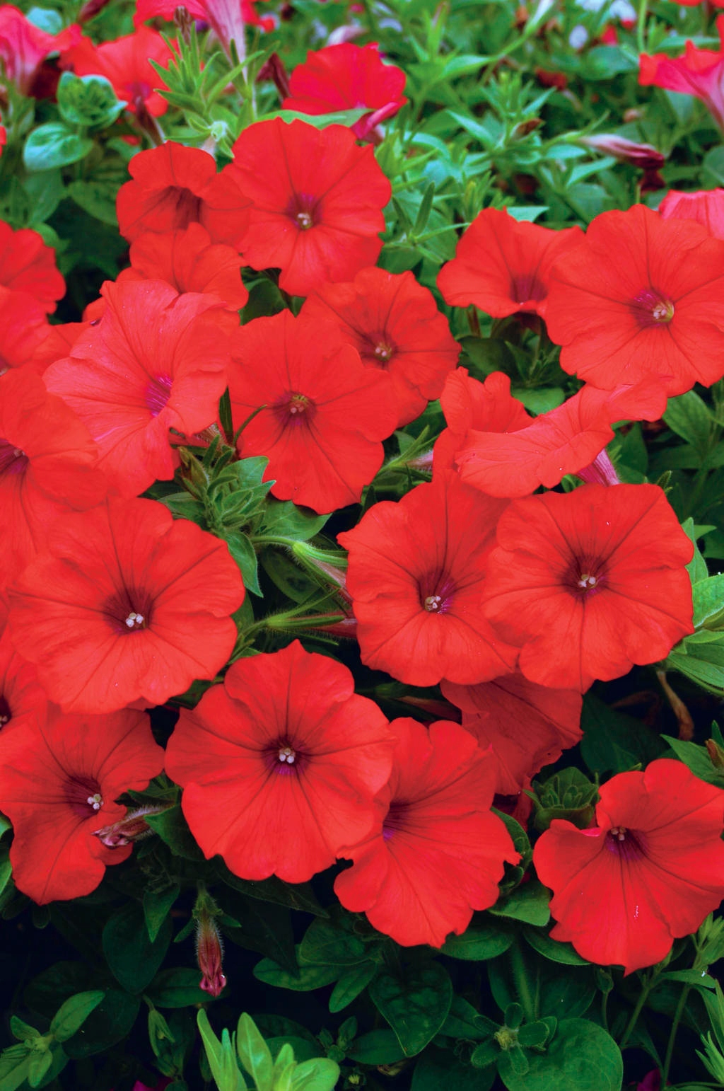 Surfinia Petunia ELECTRIC RED - sadzonka - obrazek 3