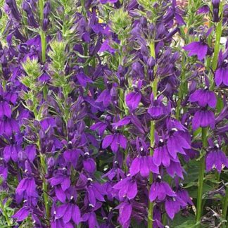 Lobelia okazała FIOLETOWA - sadzonka