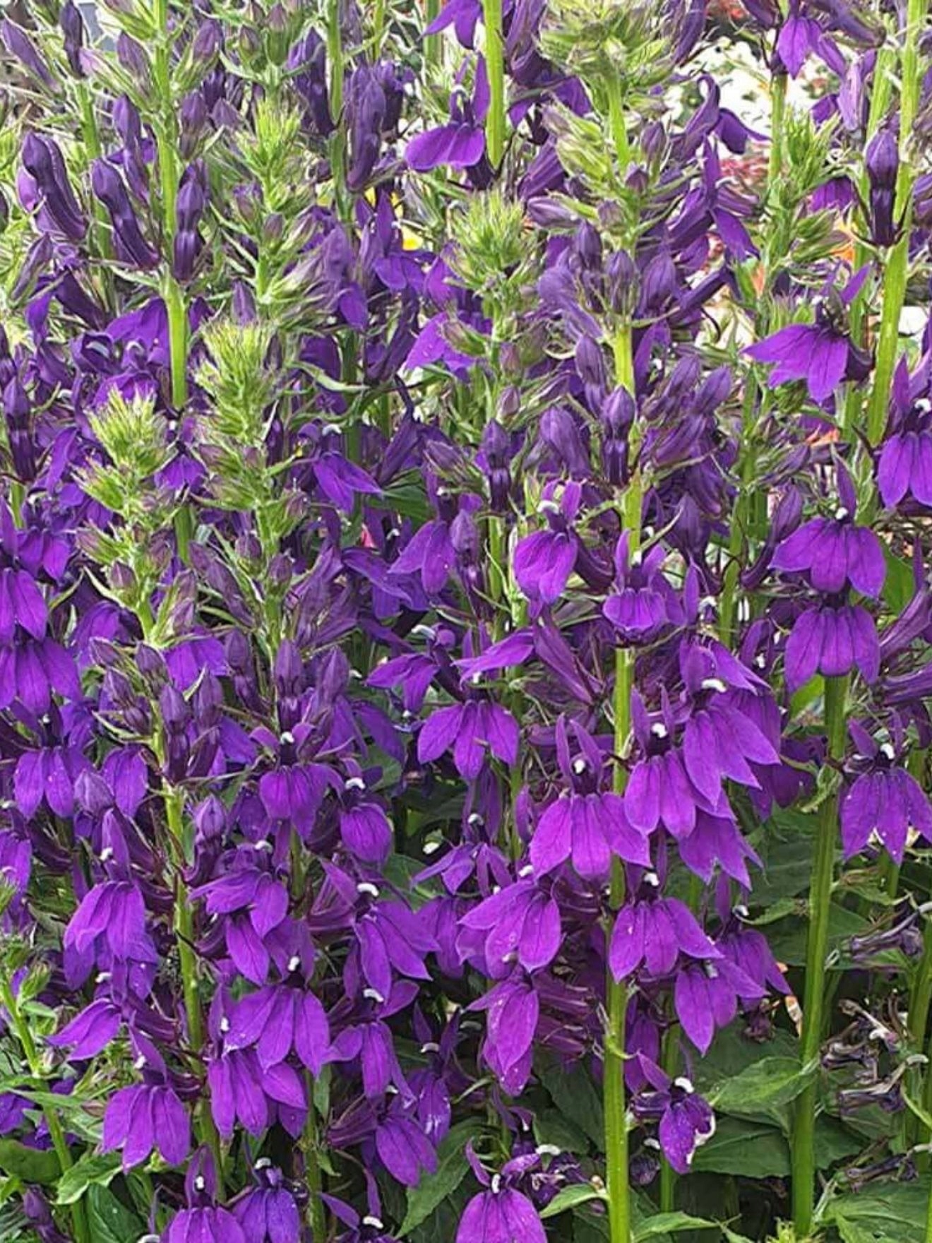 Lobelia okazała FIOLETOWA - sadzonka