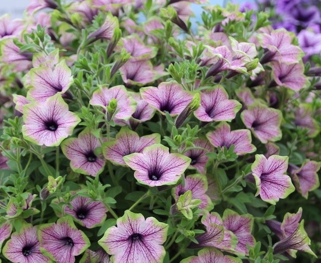 Surfinia Petunia PURPLE VEIN GREEN EDGE - sadzonka - obrazek 3