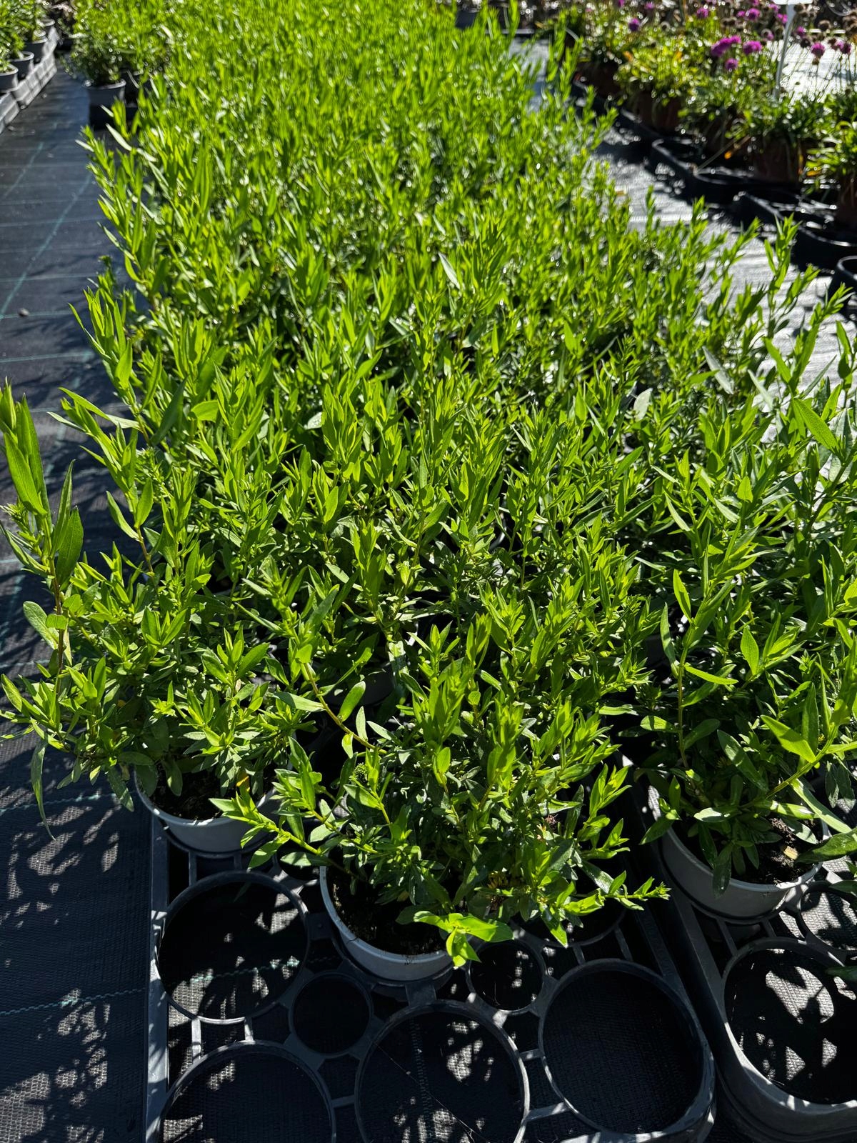 Aster nowobelgijskI Nicole VIOLET - sadzonka - obrazek 5