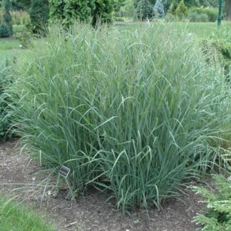 Trawa -Panicum HEAVY METAL