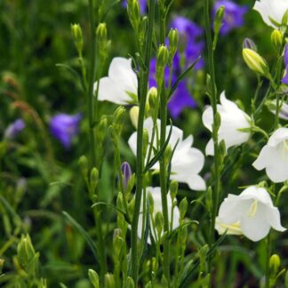 Dzwonek brzoskwiniolistny Campanula persicifolia MIX - sadzonka