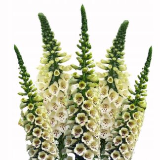 Naparstnica Digitalis purpurea Camelot CREAM - duża sadzonka