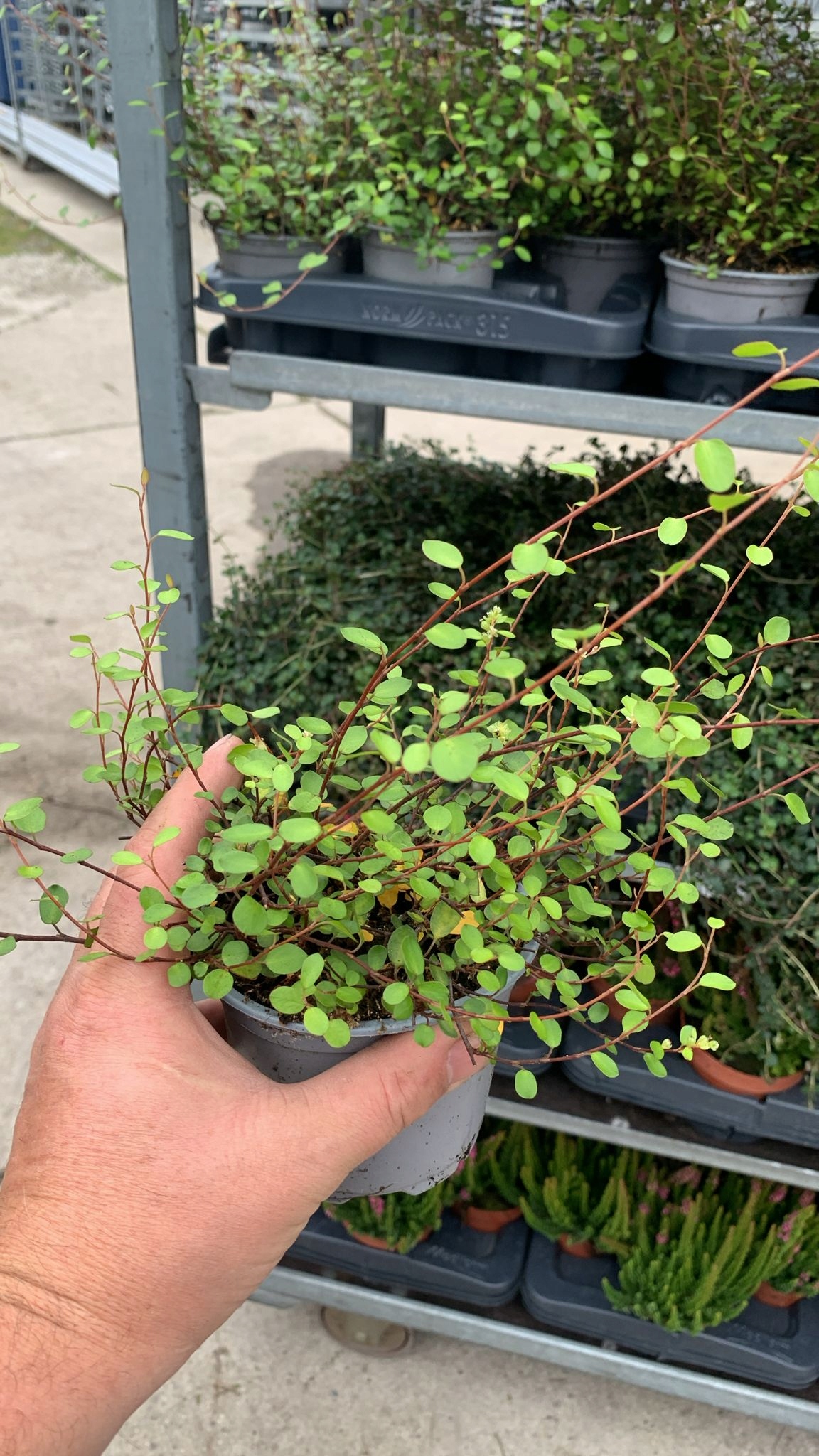 Muehlenbeckia complexa GREEN - sadzonka w doniczce - obrazek 6