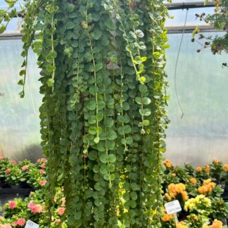Tojeść Zielona Lysimachia nummularia - mrozoodporna - wieloletnia bylina