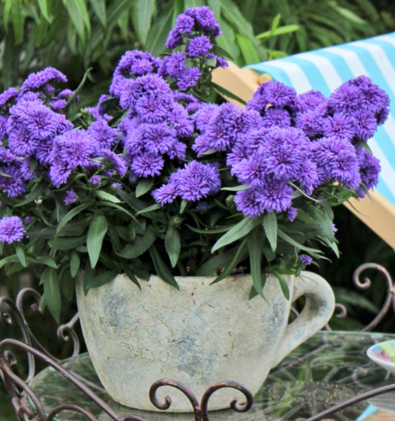 Aster nowobelgijskI Nicole VIOLET - sadzonka - obrazek 2