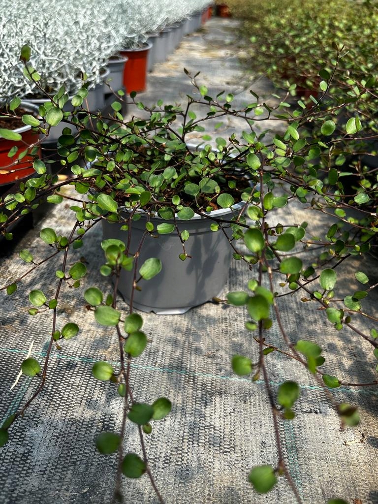 Muehlenbeckia complexa GREEN - sadzonka w doniczce - obrazek 4