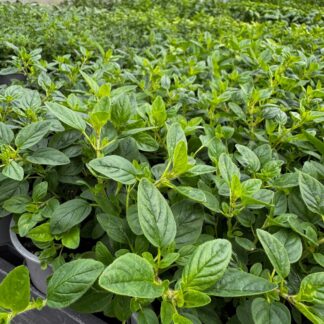 Oregano - aromatyczne zioło do kuchni i ogrodu - sadzonka