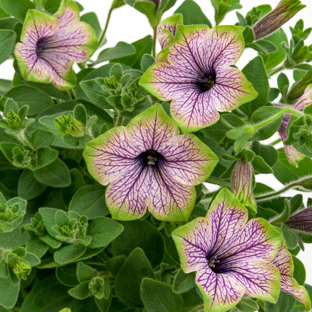 Surfinia Petunia PURPLE VEIN GREEN EDGE - sadzonka