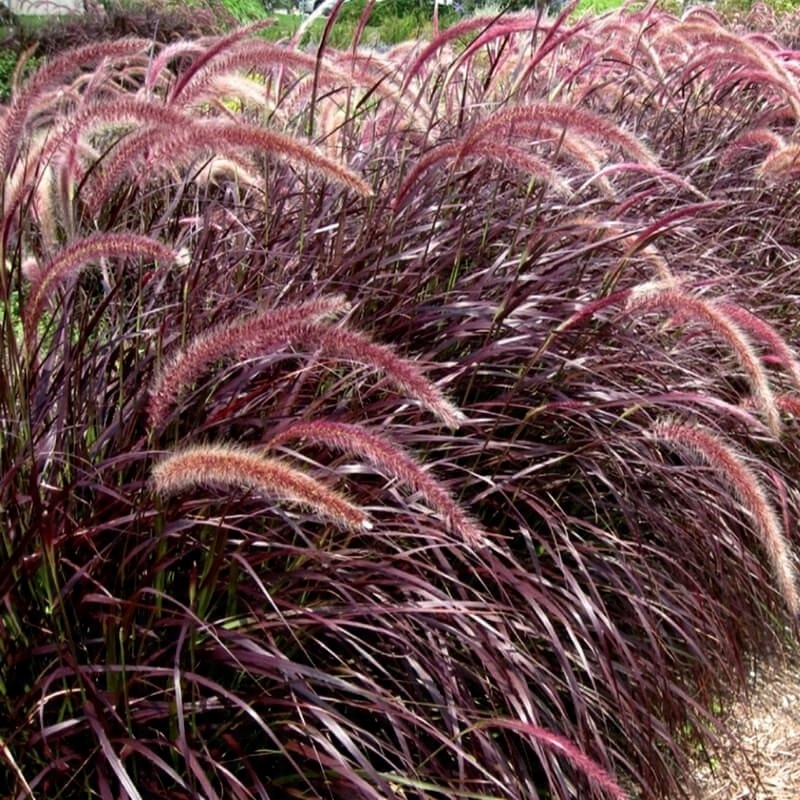 Trawa ozdobna Rozplenica Pennisetum RUBRUM - duża sadzonka - obrazek 2
