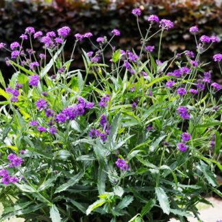Werbena Żyłkowana Verbena Rigida Dazzling Night - duża sadzonka