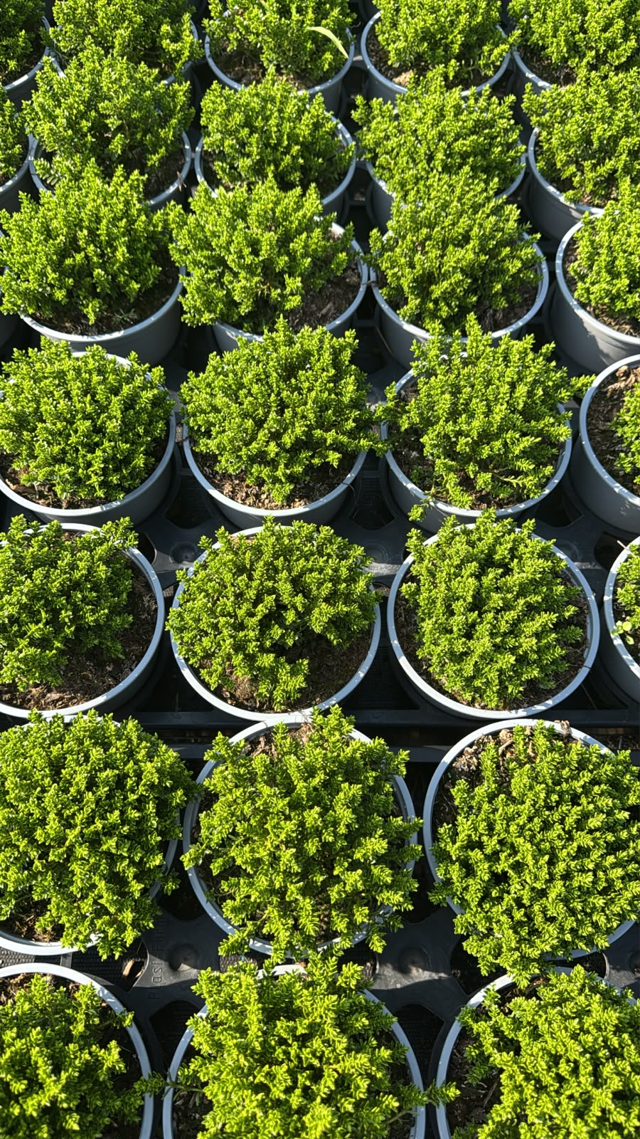Hebe Green Globe ZIELONA KULKA! - sadzonka - obrazek 6