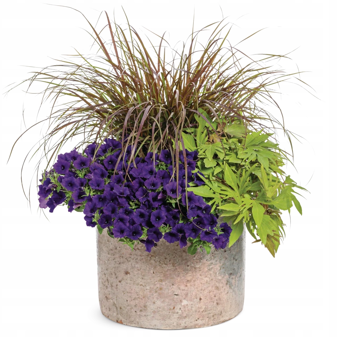 Surfinia Petunia Miniaturowa Itsy Blue - sadzonka - obrazek 4