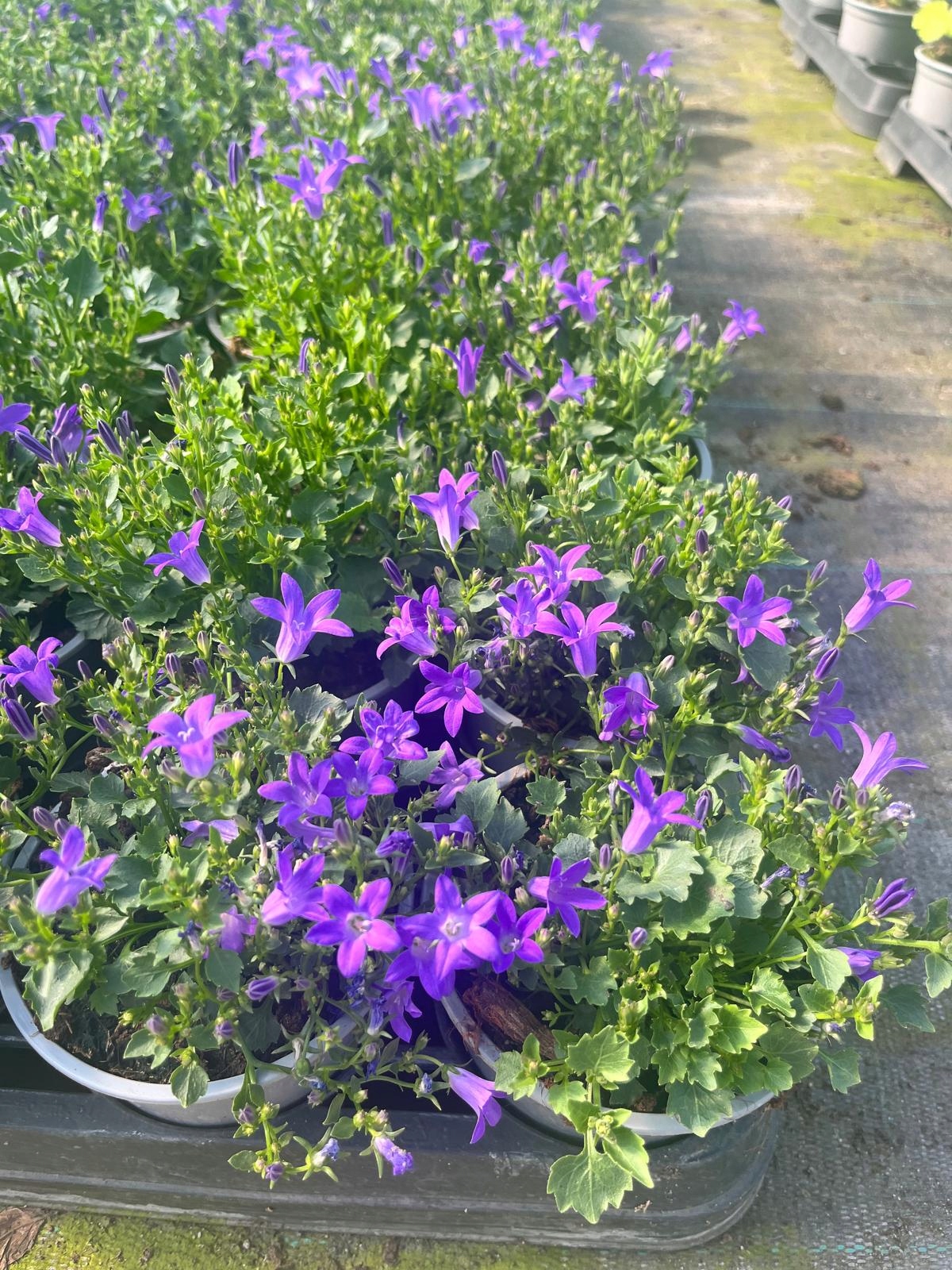 Dzwonek Dalmatyński Campanula Deep Blue - sadzonka - obrazek 3