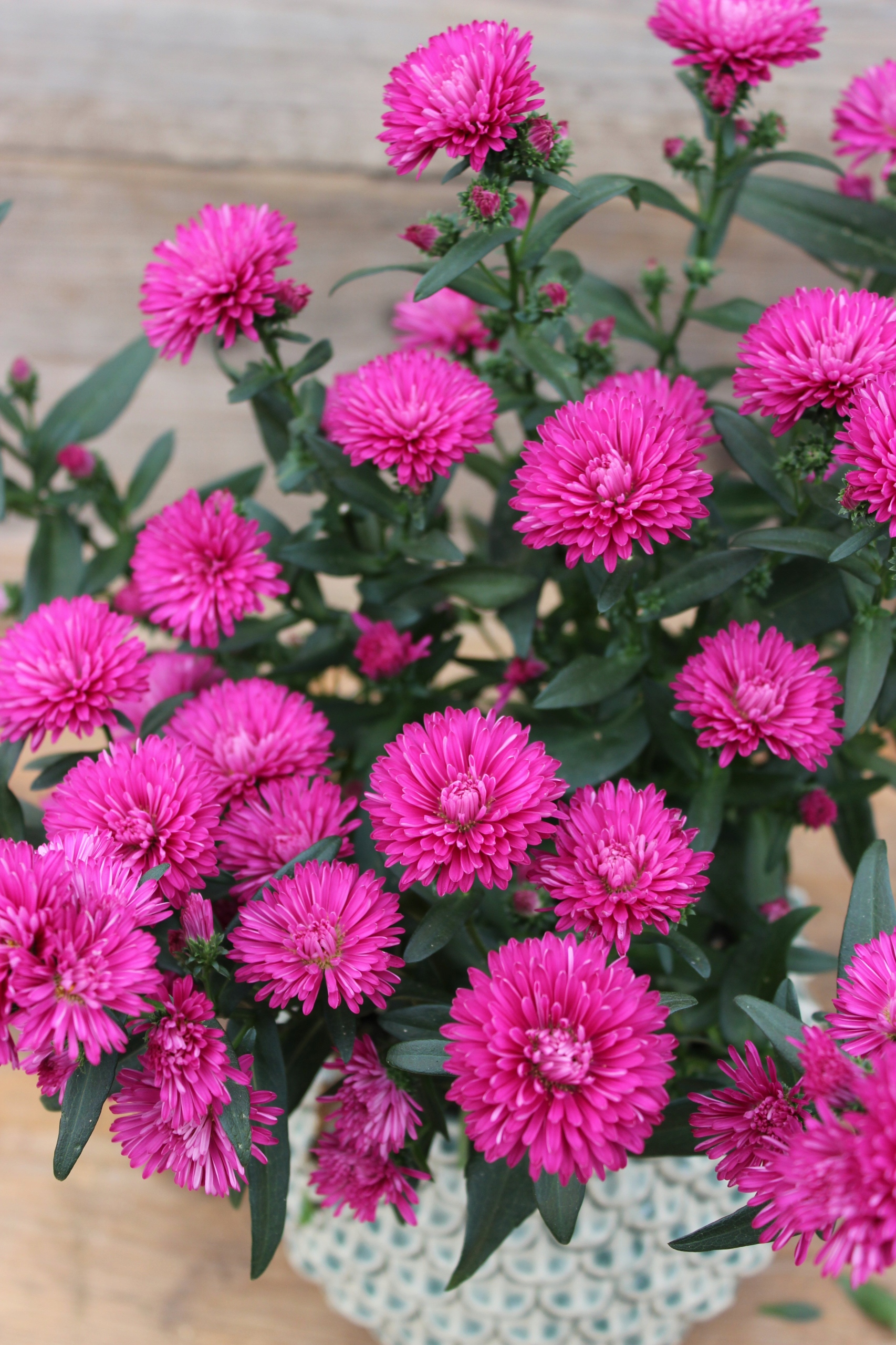 Aster nowobelgijski Sasha PINK - sadzonka - obrazek 2