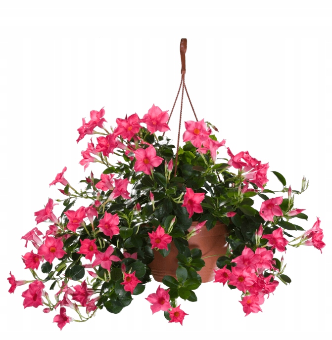Sundavilla Mandevilla Dipladenia Classic PINK - sadzonka - obrazek 6