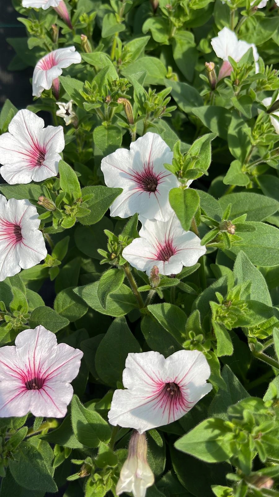 SUPERTUNIA VISTA SILVERBERRY - obrazek 6