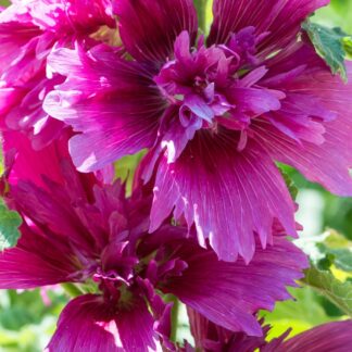 Malwa Purple - duża sadzonka