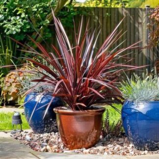Kordylina australijska 'Red Star' Cordyline - sadzonka