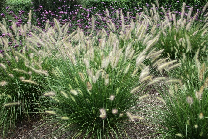 Trawa ozdobna Rozplenica Pennisetum HAMELN - sadzonka - obrazek 3