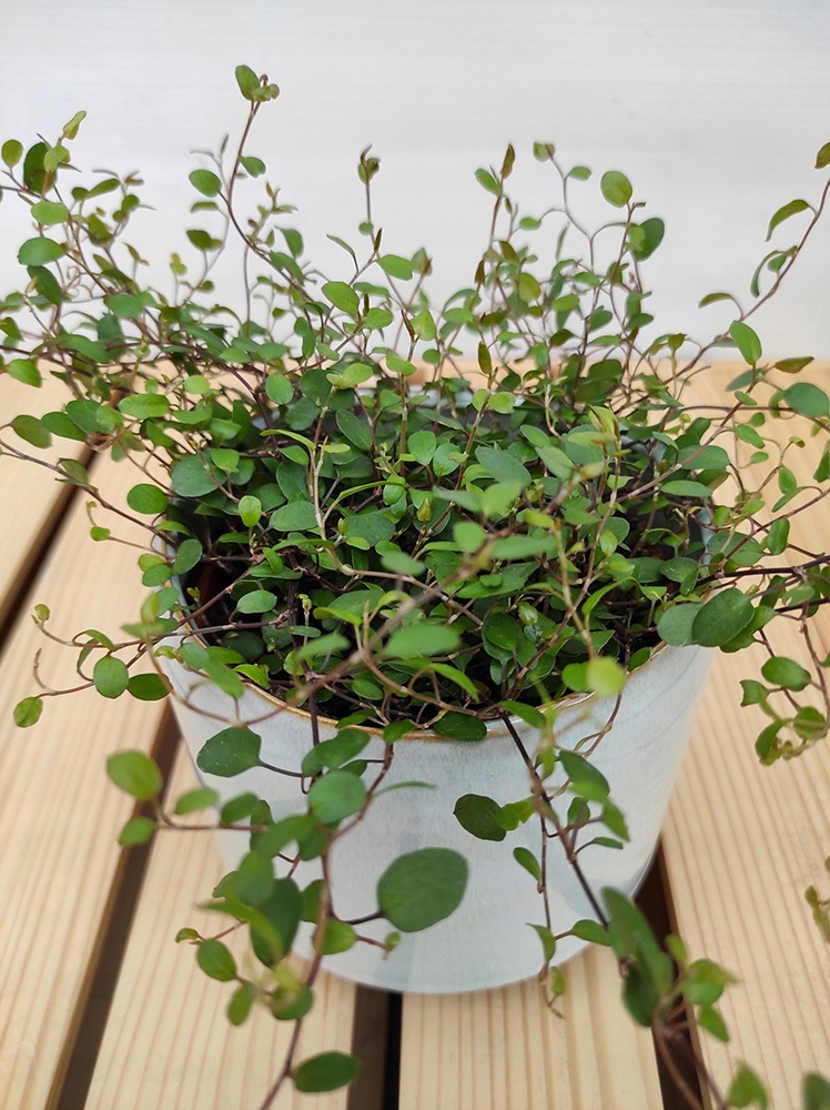 Muehlenbeckia complexa GREEN - sadzonka w doniczce - obrazek 2