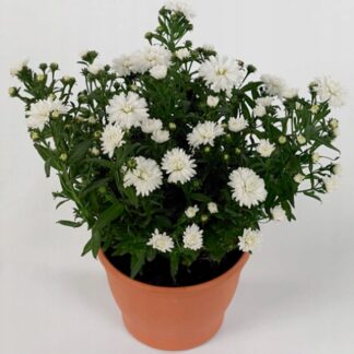 Aster nowobelgijski Jessica WHITE - sadzonka