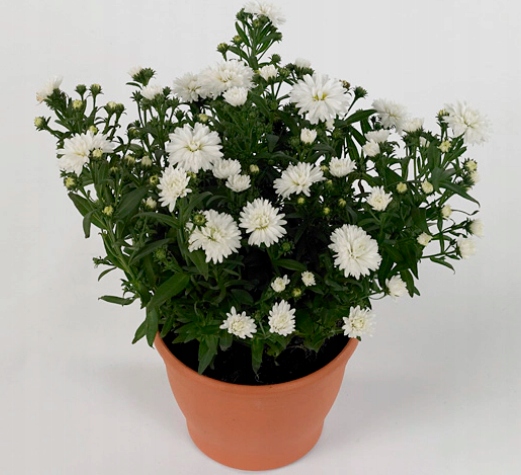 Aster nowobelgijski Jessica WHITE - sadzonka