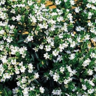 Kufea Hyzopolistna White BIAŁA Cuphea - sadzonka