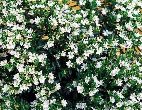 Kufea Hyzopolistna White BIAŁA Cuphea - sadzonka