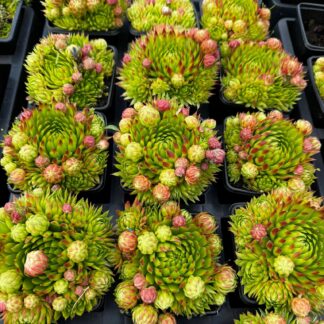 Rojniki Zielone Sempervivum - 6 sztuk