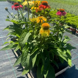 Jeżówka Echinacea SPIRIT MIX - sadzonka w doniczce