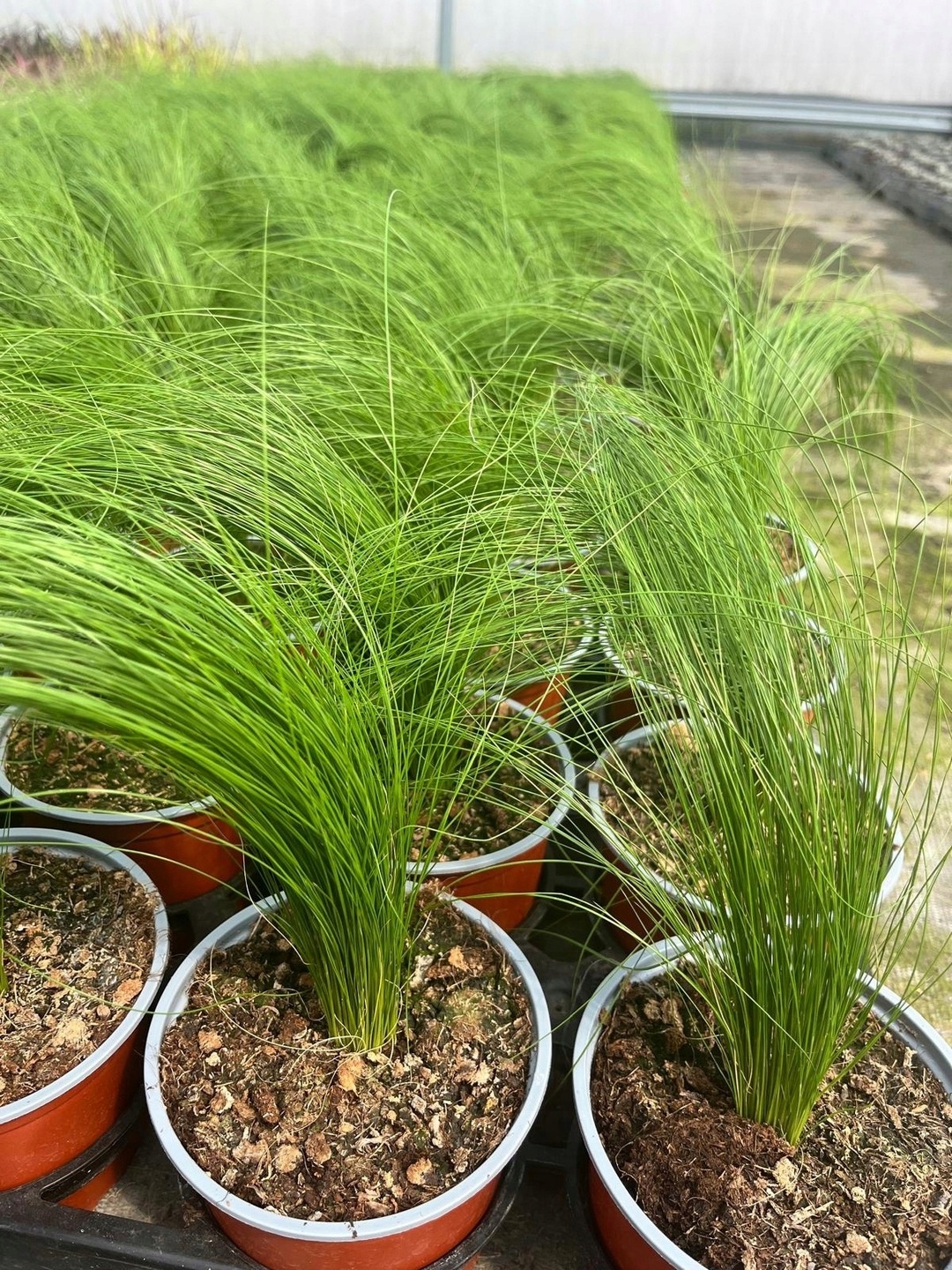 Ostnica mocna 'Pony Tails' - sadzonka - obrazek 4