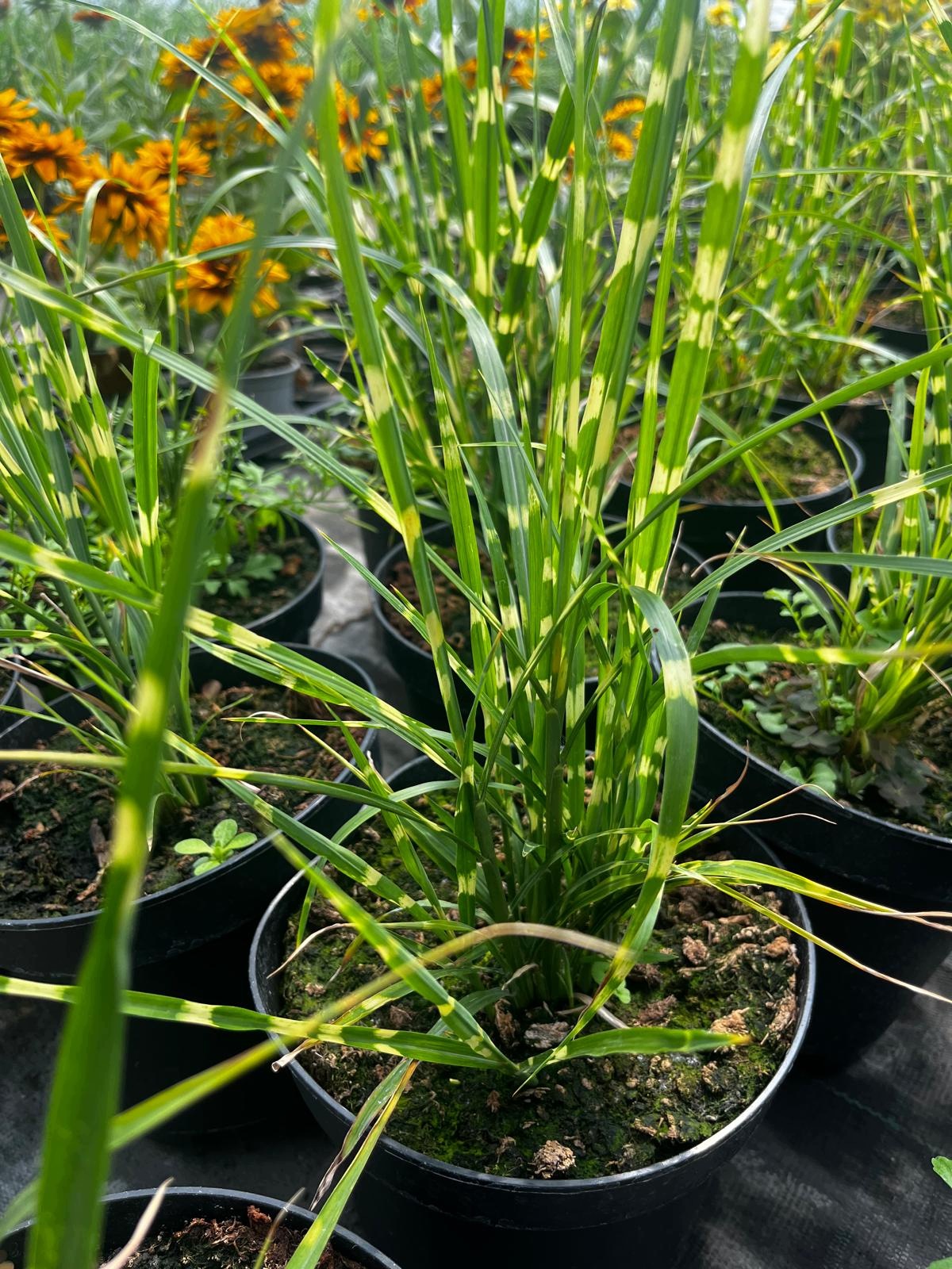 Miskant strictus "ZEBRA" - paskowana trawa ozdobna doniczka 19cm - obrazek 6