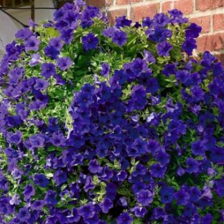 Surfinia Petunia Miniaturowa Itsy Blue - sadzonka