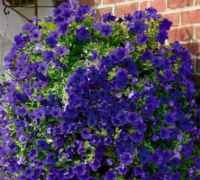 Surfinia Petunia Miniaturowa Itsy Blue - sadzonka
