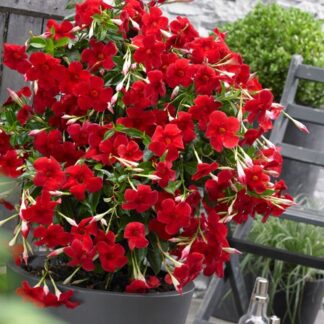 Sundavilla Mandevilla Dipladenia Classic RED - sadzonka