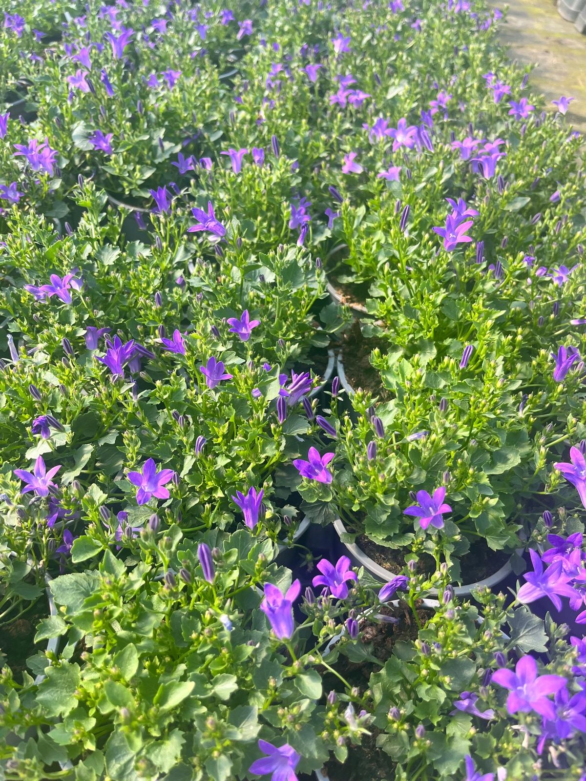 Dzwonek Dalmatyński Campanula Deep Blue - sadzonka - obrazek 5