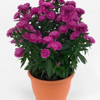 Aster nowobelgijski Sasha PINK - sadzonka