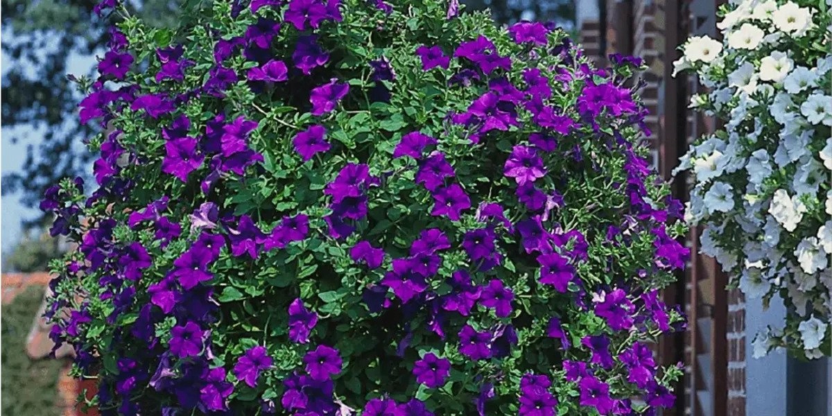 Surfinia Petunia Miniaturowa Itsy Blue - sadzonka - obrazek 3