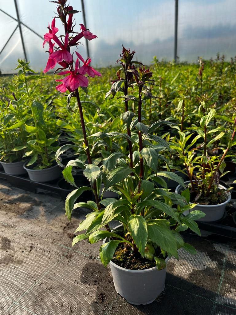 Lobelia okazała RÓŻOWA - sadzonka - obrazek 4