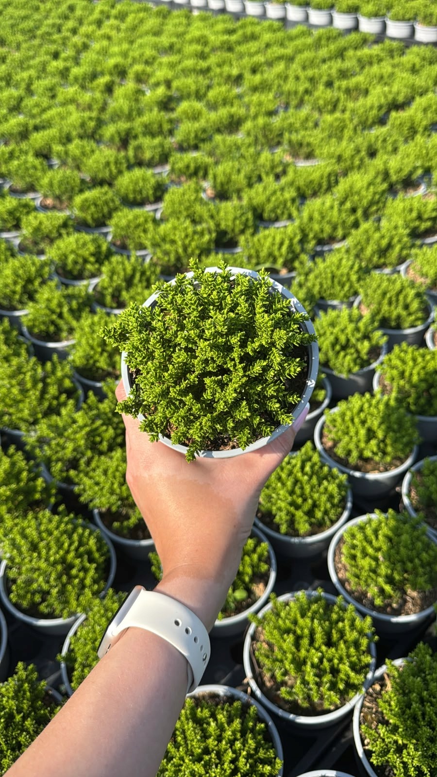Hebe Green Globe ZIELONA KULKA! - sadzonka - obrazek 5